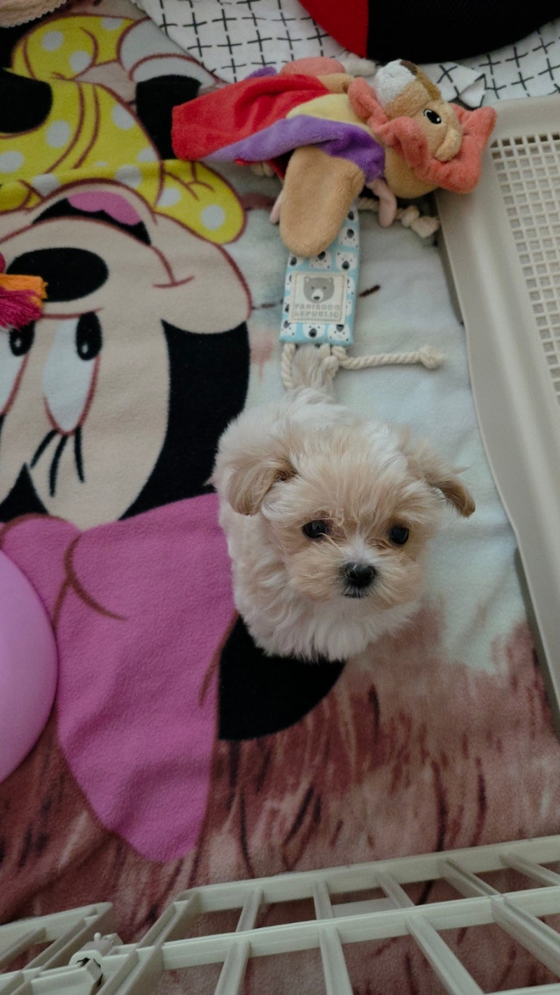2개월 강아지 사료양 계산법과 불린사료 급여 횟수 완벽 정리