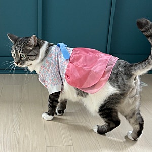 강아지 고양이 한복, 다이소 5천원인데 이렇게 이쁘다고요?