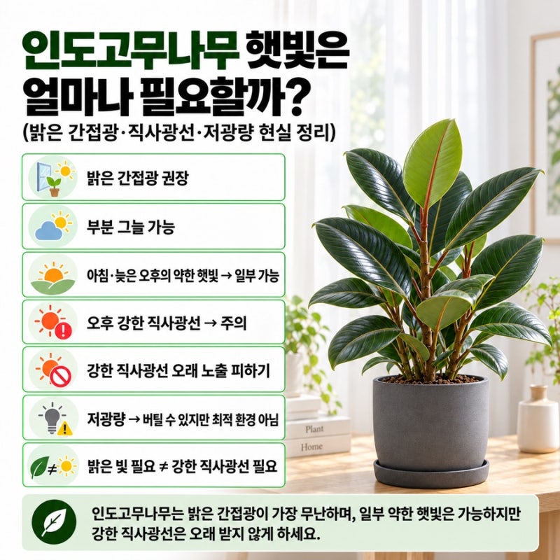 인도고무나무 햇빛은 얼마나 필요할까?(밝은 간접광·직사광선·저광량 현실 정리)