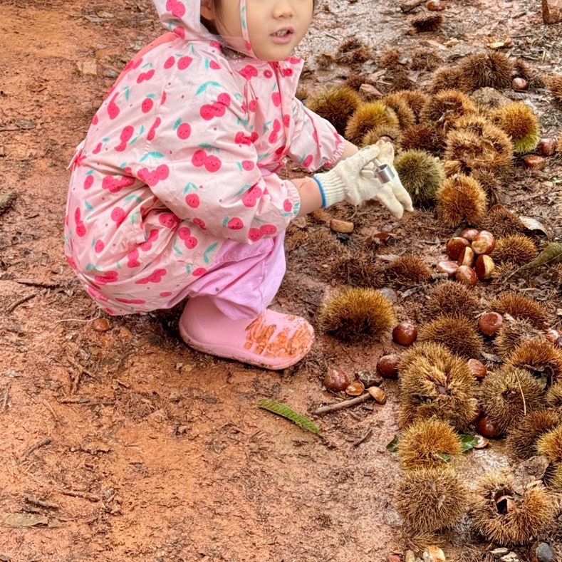 시흥 아이와 가볼만한곳｜계수밤농장 밤줍기 체험 / 5살 아이와