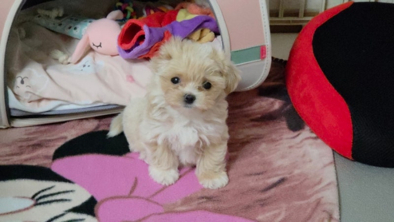 강아지 평균 수면시간 몇 시간일까? 연령별 적정 수면과 잠이 많은 이유