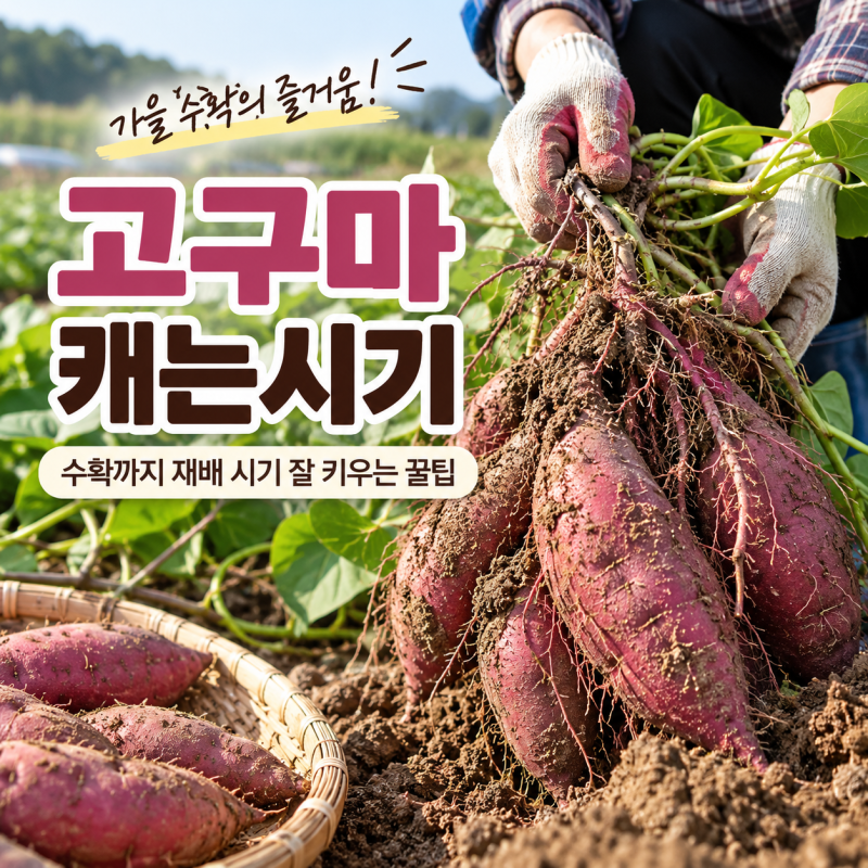 고구마 캐는시기 수확까지 재배 시기 잘 키우는 꿀팁