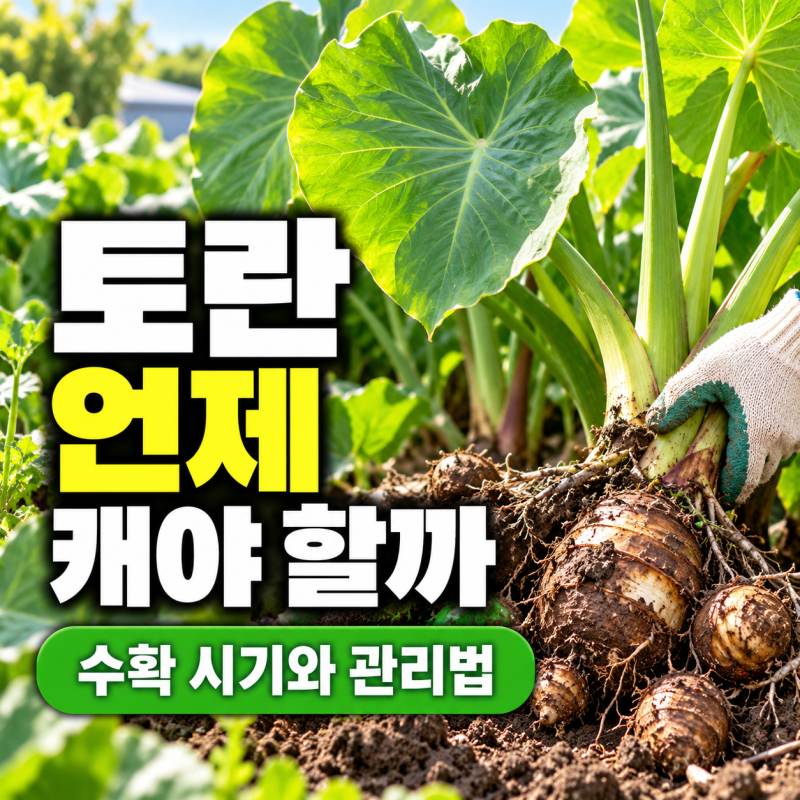 토란 수확시기 언제부터 준비할까 9월 잎 상태로 보는 캐는 시기와 수확 전 관리