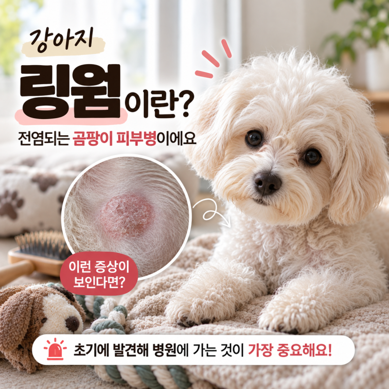 강아지 링웜(곰팡이 피부염) 원인 및 사람 전염 예방을 위한 대처법