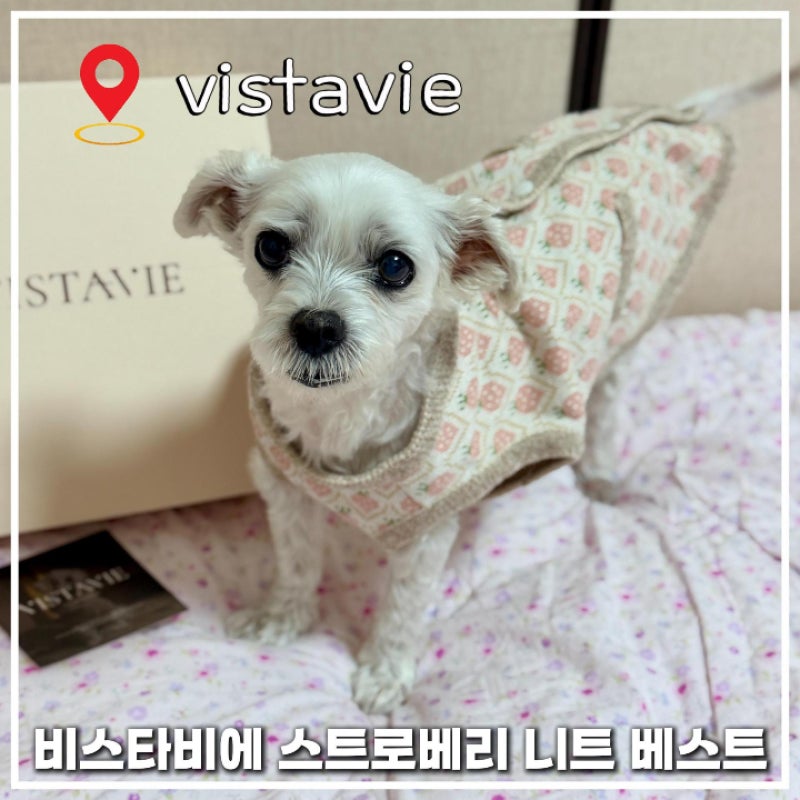 강아지옷추천 비스타비에 스트로베리 니트 베스트 VISTAVIE 강아지옷브랜드