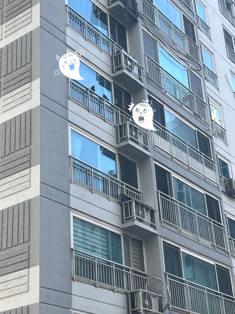 내돈내산 구리 아파트 비둘기퇴치망 방조망 설치 후기