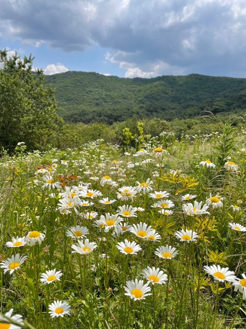 Busan Day Trip Near Busan: Yangsan Tongdosa Seounam with Beautiful Wildflowers and Yeongnam Alps Views