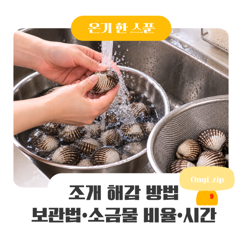조개 해감 방법부터 보관법까지, 소금물 비율과 시간 알아보기