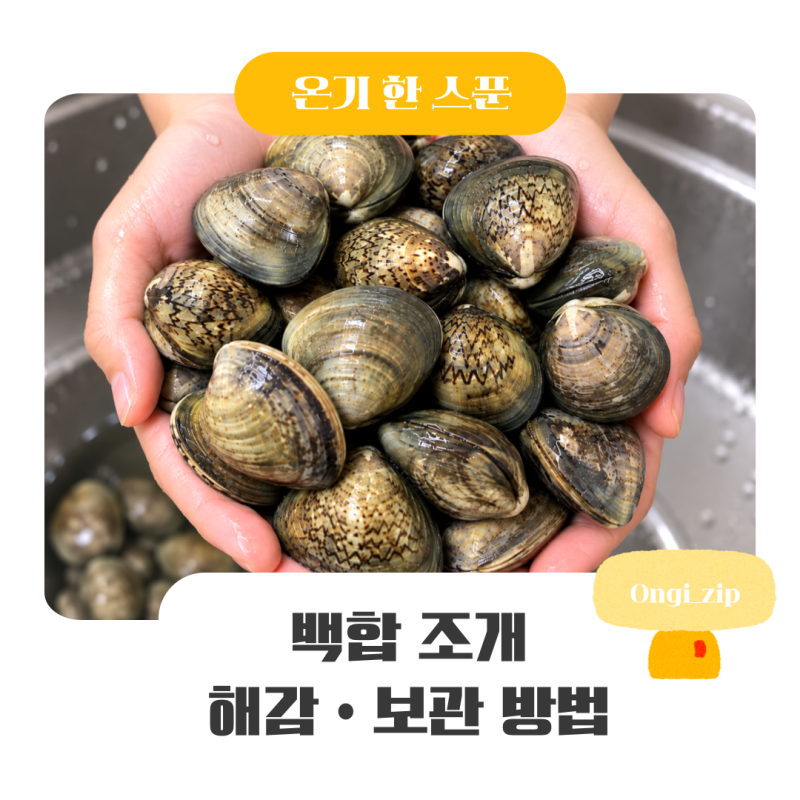 백합 해감 방법부터 보관법까지, 백합조개 처음 손질할 때 알아둘 것