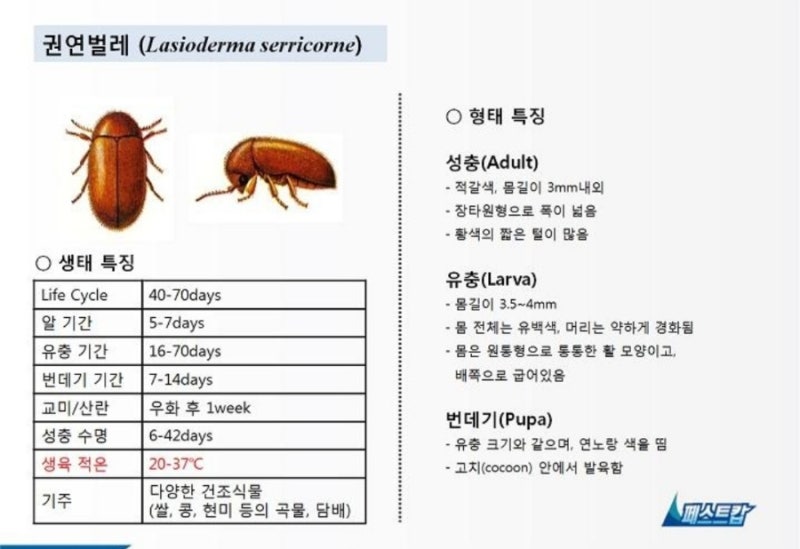 작고 동그란 갈색 벌레...권연벌레...