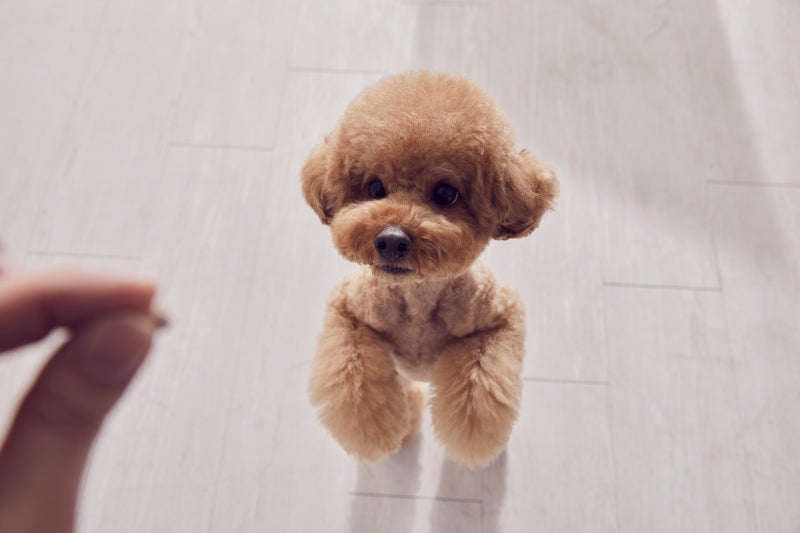 마이브라운 펫보험 가격과 보장 비교, 강아지 반려동물 애견보험 추천 전 알아둘 가입조건