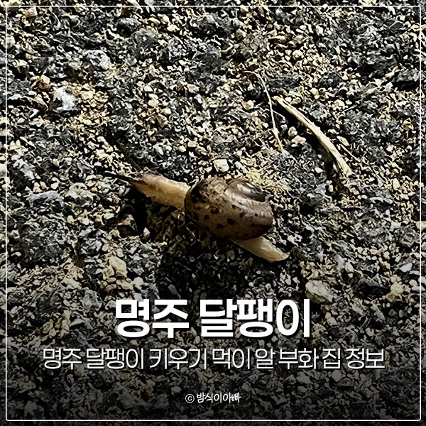 명주 달팽이 키우기 먹이 알 부화 집 정보