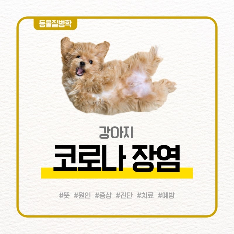 [동물질병학] 강아지 코로나 장염 원인 증상 진단 치료