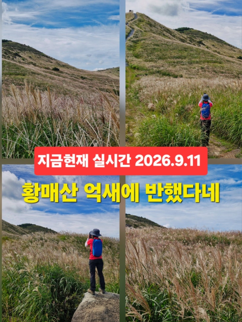 합천 황매산 억새축제 등산코스 황매산 군립공원 억새 실시간