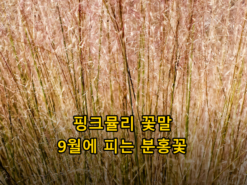 핑크뮬리 꽃말, 9월에 피는 분홍꽃 이야기