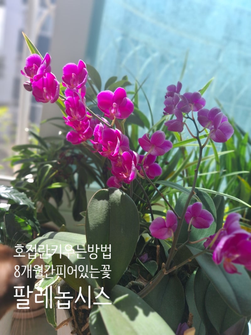 호접란 키우는방법 8개월간 피어있어 매일 작은 위로와 힐링되었던 팔레놉시스 난꽃