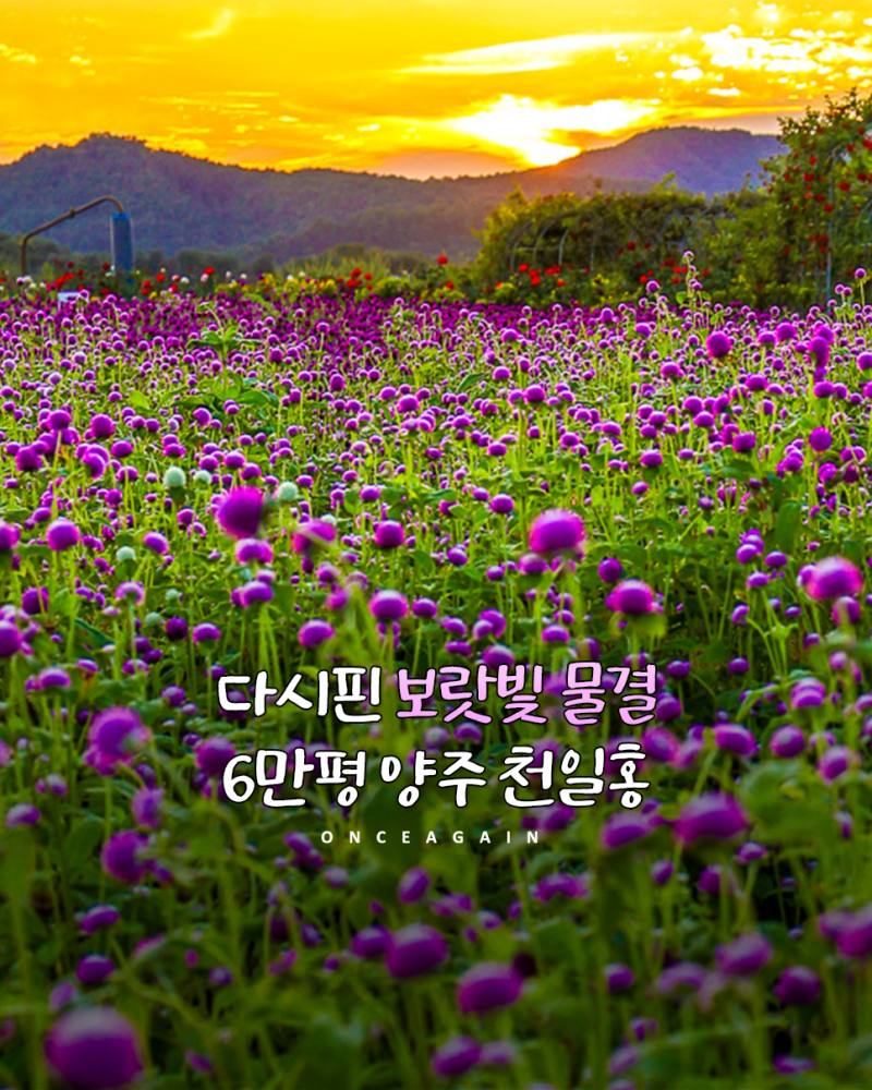 2026년 양주 나리농원 꽃 축제 천일홍 페스타 일정, 입장료 주차 상세 정리