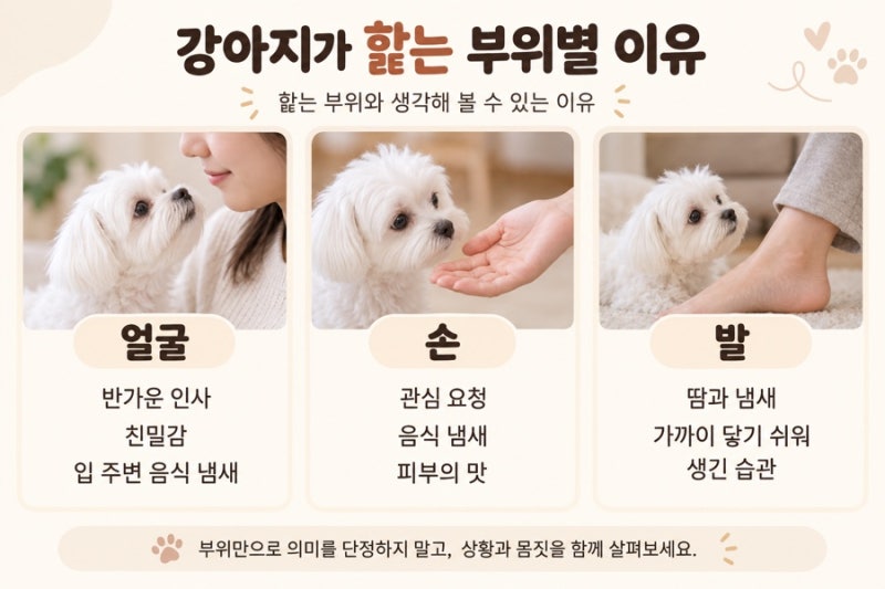 강아지가 주인을 핥는 이유 7가지｜얼굴·손·발을 자꾸 핥는다면?