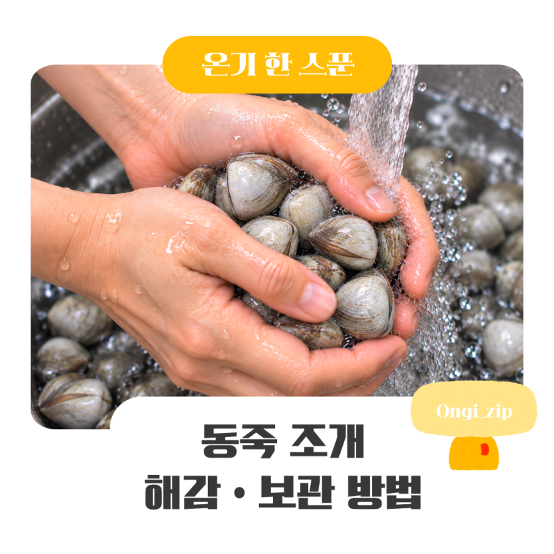 동죽 해감 방법, 소금물 비율부터 시간까지 한 번에 동죽조개 손질법 정리