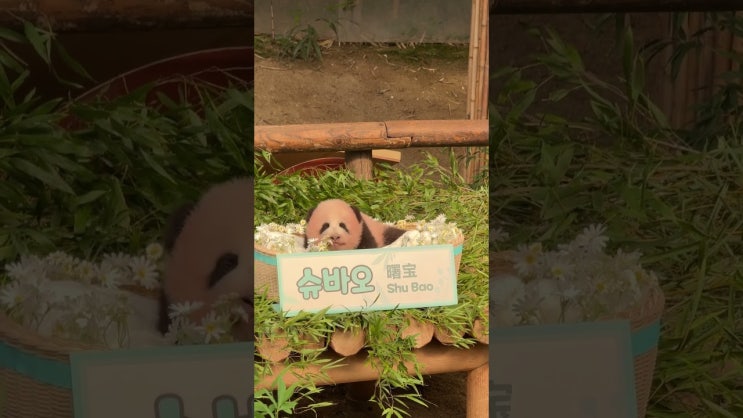 <b>에버랜드</b> 막내바오 예쁜 아기판다 이름공개! <b>슈바오</b>