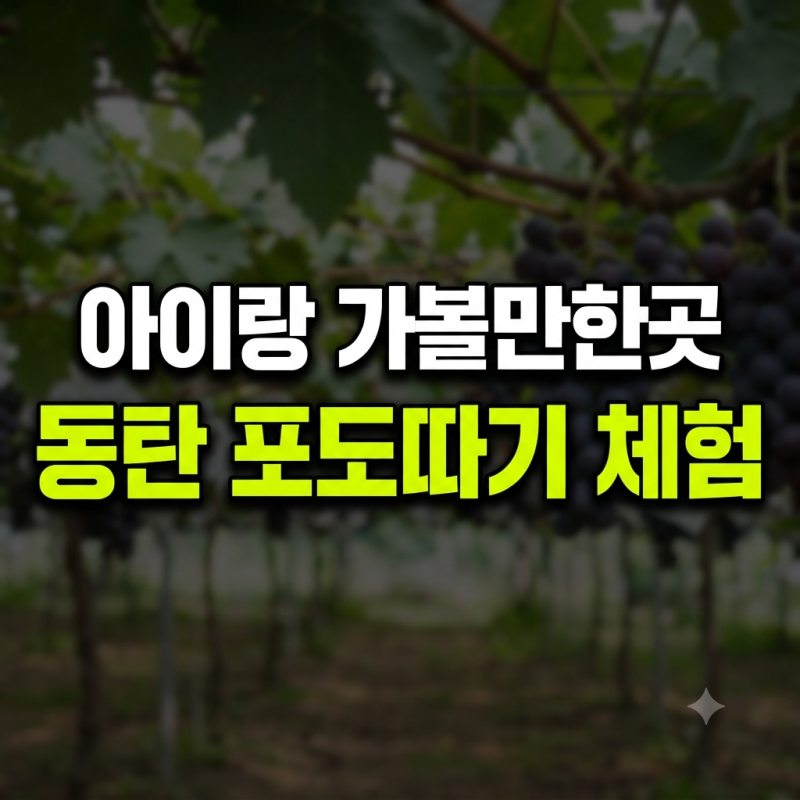 [동탄, 안성 아이와 가볼만한곳] 동탄 근교 포도농장체험 내돈내산 찐후기 샤인머스켓 & 거봉....