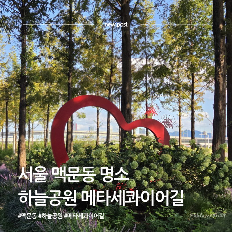 서울 맥문동 명소 하늘공원 메타세콰이어길 데이트 장소로 추천
