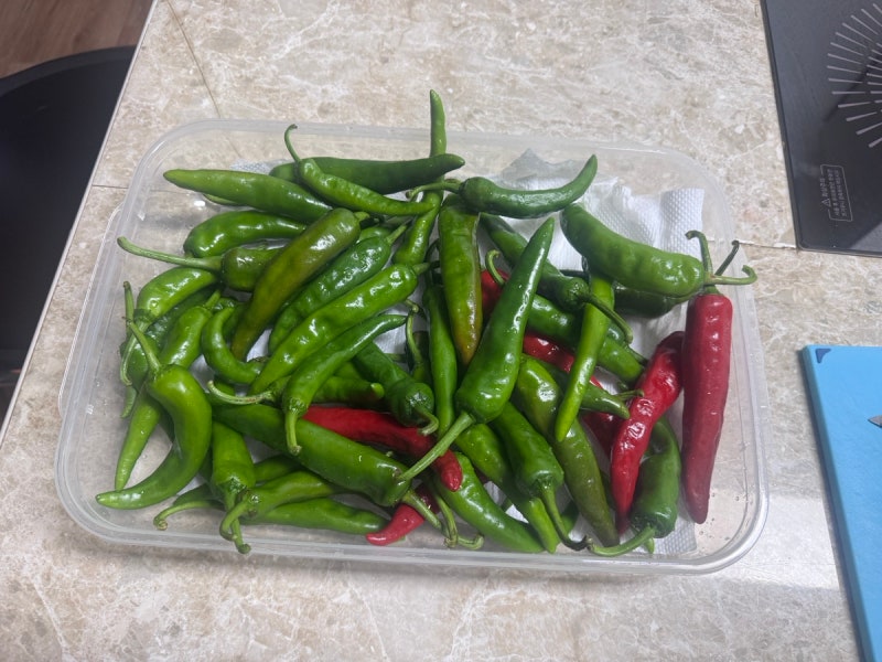 ️ 청양고추 장아찌 만들기｜하루 숙성으로 완성! 간단한 간장 비율 레시피
