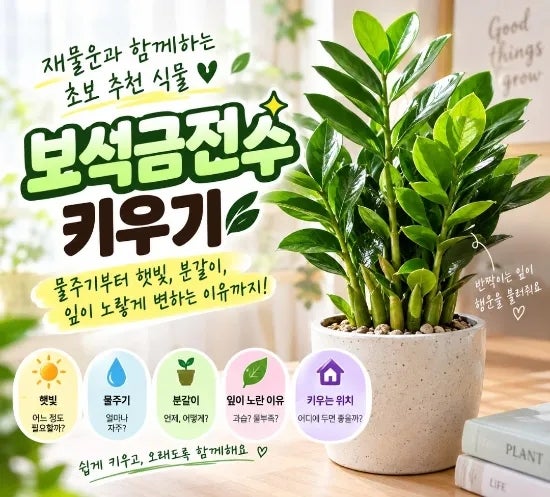 보석금전수 키우기｜꽃말·물주기·수경재배·분갈이·노란잎 관리법