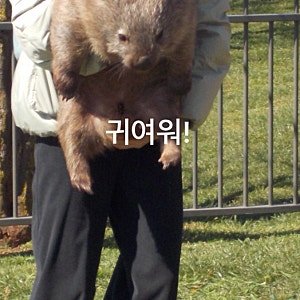 지그재그투어 - 서던하이랜드 + 타랄가 동물원 웜뱃안기 투어 후기