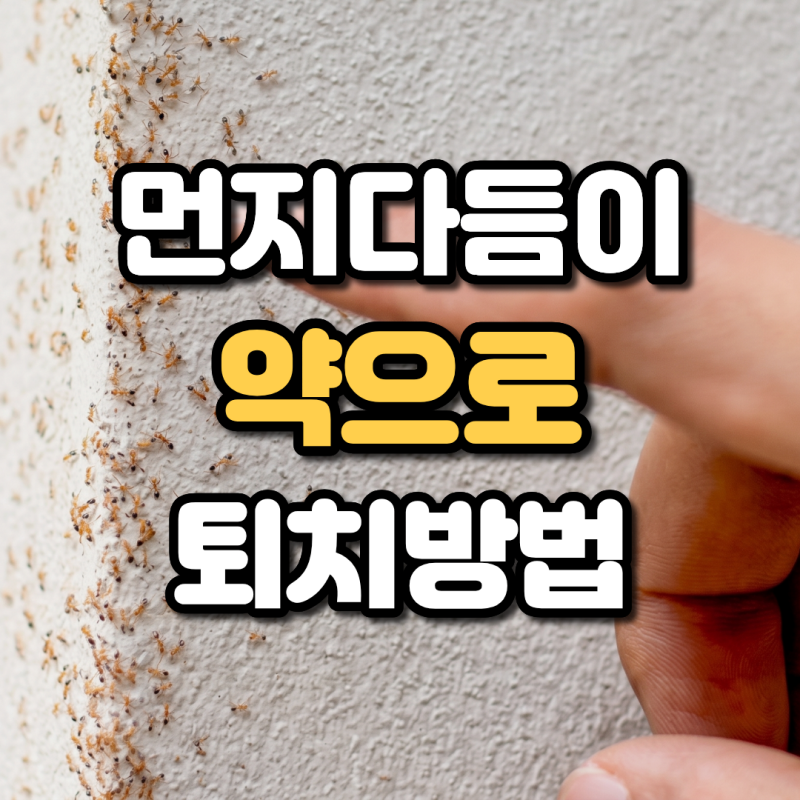 먼지다듬이 다이소 약으로 퇴치 방법 완벽 정리 계피 트랩 만들기