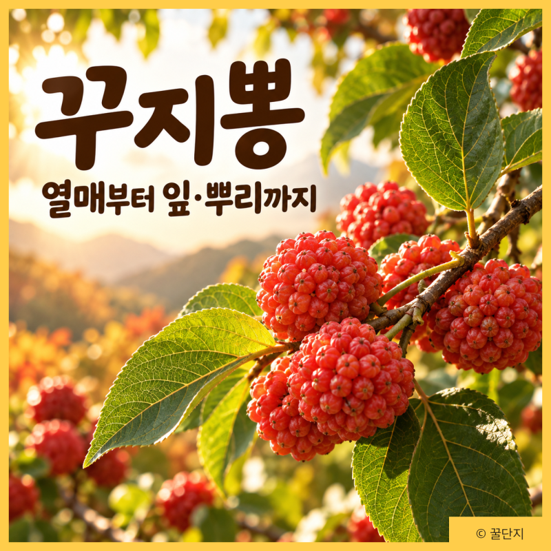 산딸기 닮은 이 열매, 꾸지뽕? 영양성분 효능 먹는법 부작용