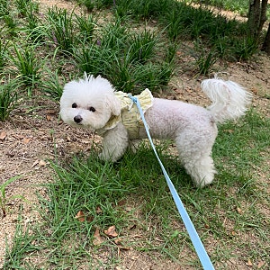 강아지 토끼똥 싸는 이유 변비 해결 방법