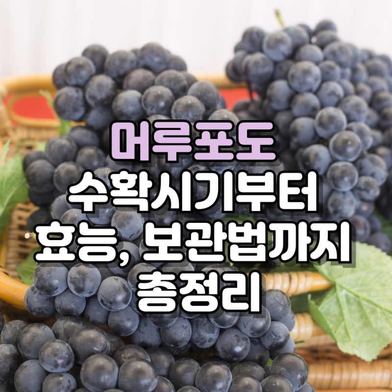 머루포도 수확시기부터 효능, 보관법까지 총정리 (feat. 머루포도즙)