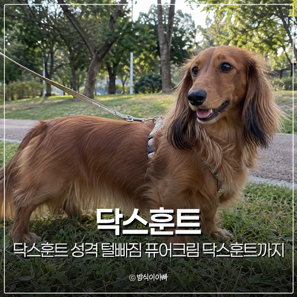 장모 단모 닥스훈트 성격 털빠짐 퓨어크림 닥스훈트까지