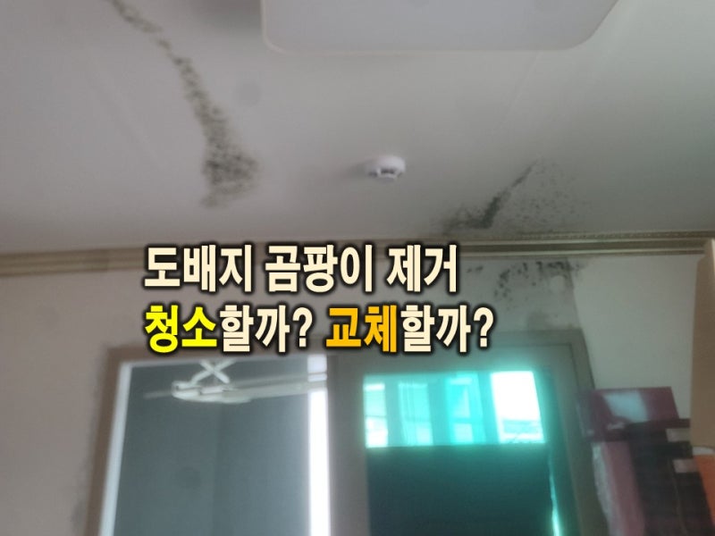 [김제 이사청소] 도배지 곰팡이 제거, 청소로 가능할까요?