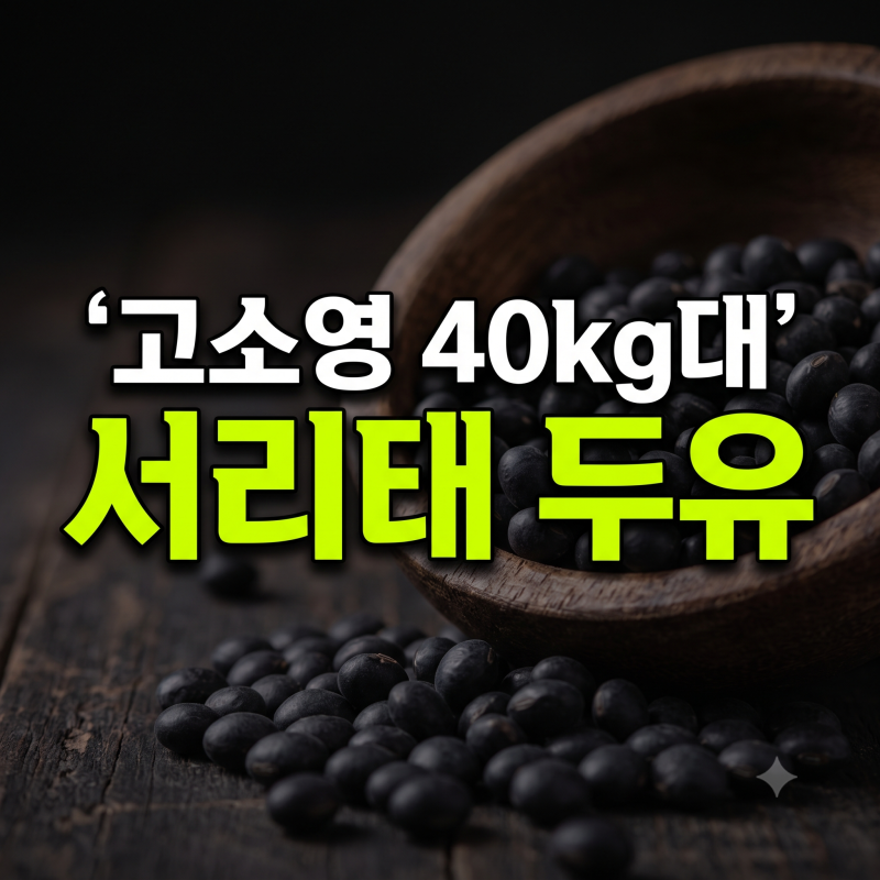 배우 고소영의 40kg대 다이어트 성공 비결 | 서리태 두유의 놀라운 지방 연소 효과