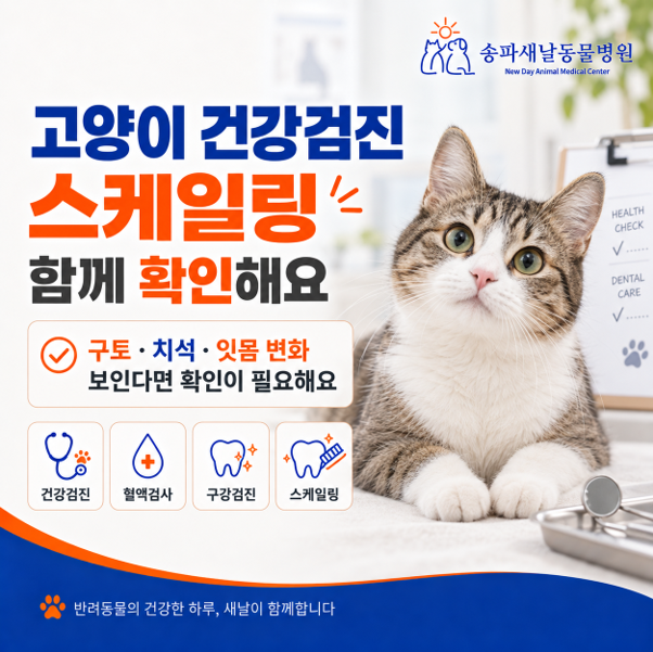 고양이 건강검진과 스케일링, 구토와 치석이 보인다면 함께 확인해 주세요