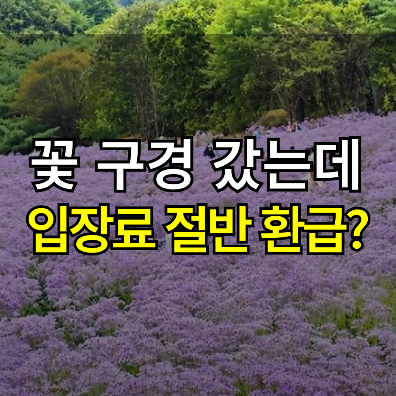 “입장료 절반을 돌려준다고?” 문경 문희농원 개미취축제, 개화시기와 입장료