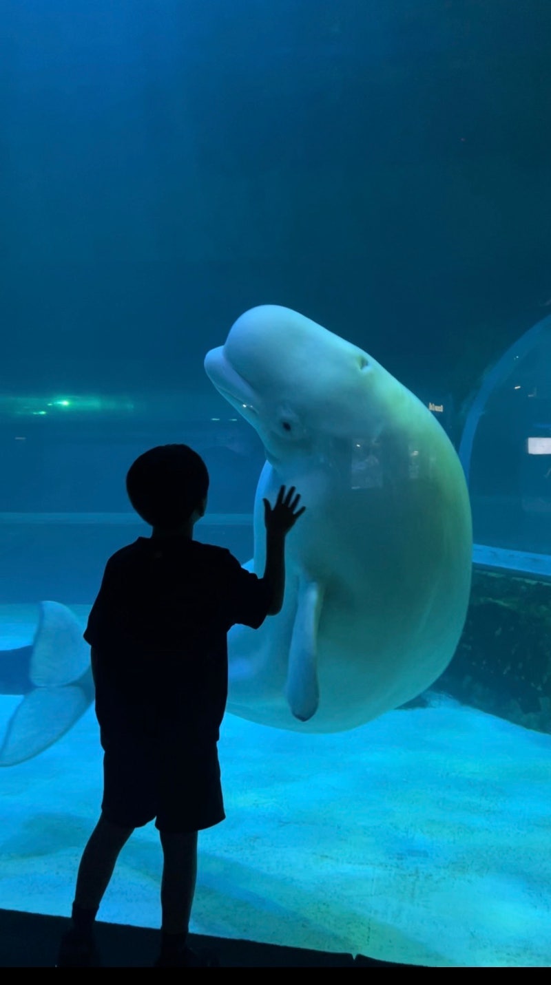 首爾室內適合帶孩子去的地方，蠶室樂天世界塔購物中心水族館參與活動