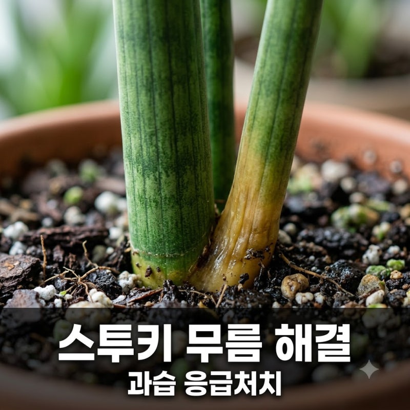 스투키가 물러졌다면? 과습 응급처치로 살리는 방법 3가지
