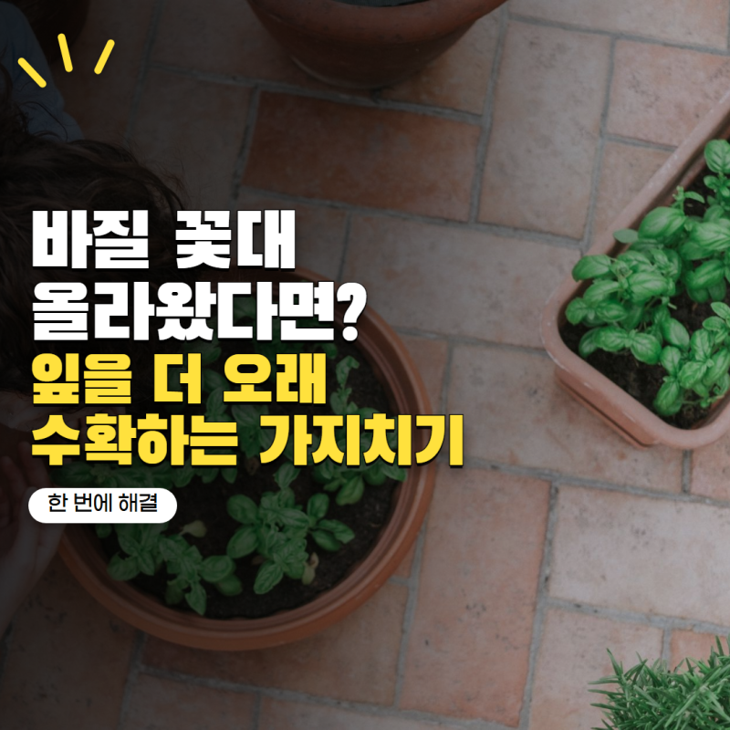 바질 키우기 꽃대가 올라오면 끝일까? 잎 오래 수확하는 가지치기 방법