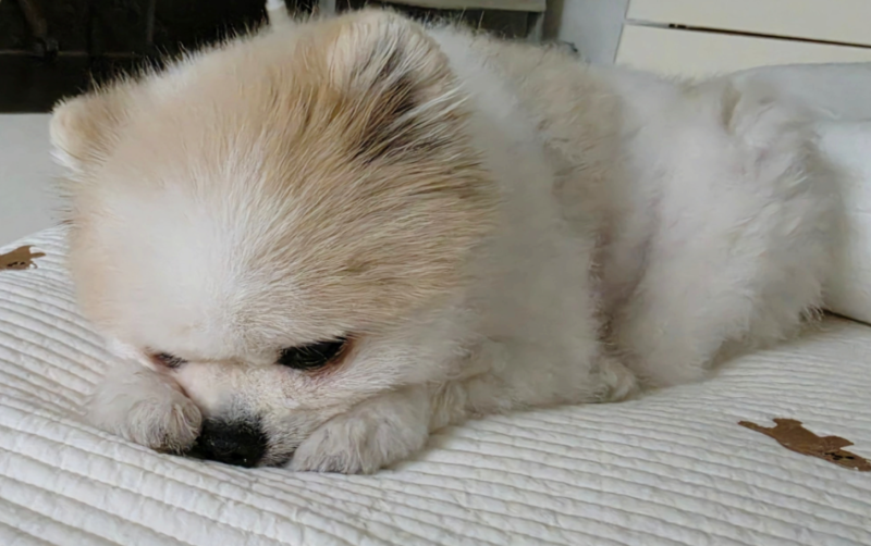 강아지 발 습진 원인, 발을 자꾸 핥는다면