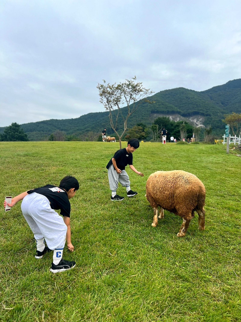 경남 하동 아이랑 가볼만한곳 해뜰목장 송아지 우유주기 체험