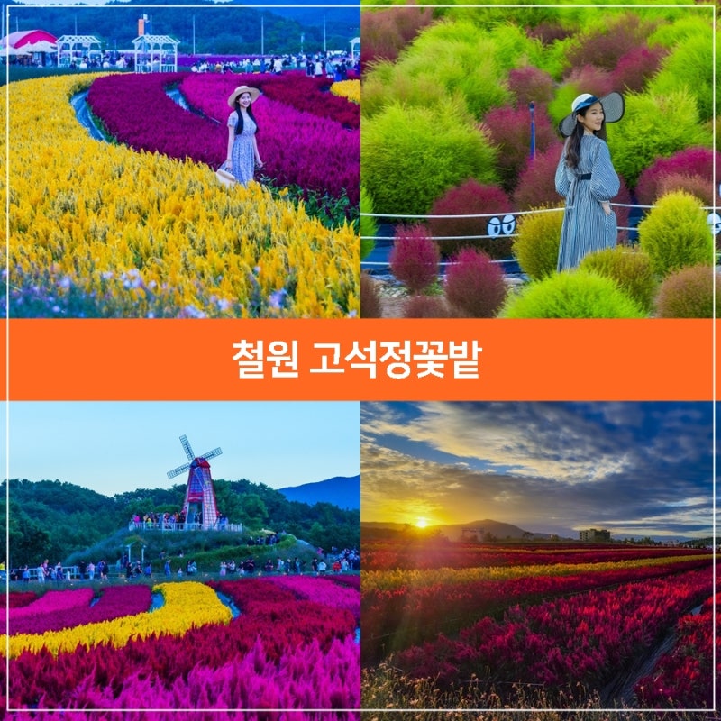 2026 철원 고석정 꽃축제, 10월 여행지 철원 고석정 꽃밭 정보