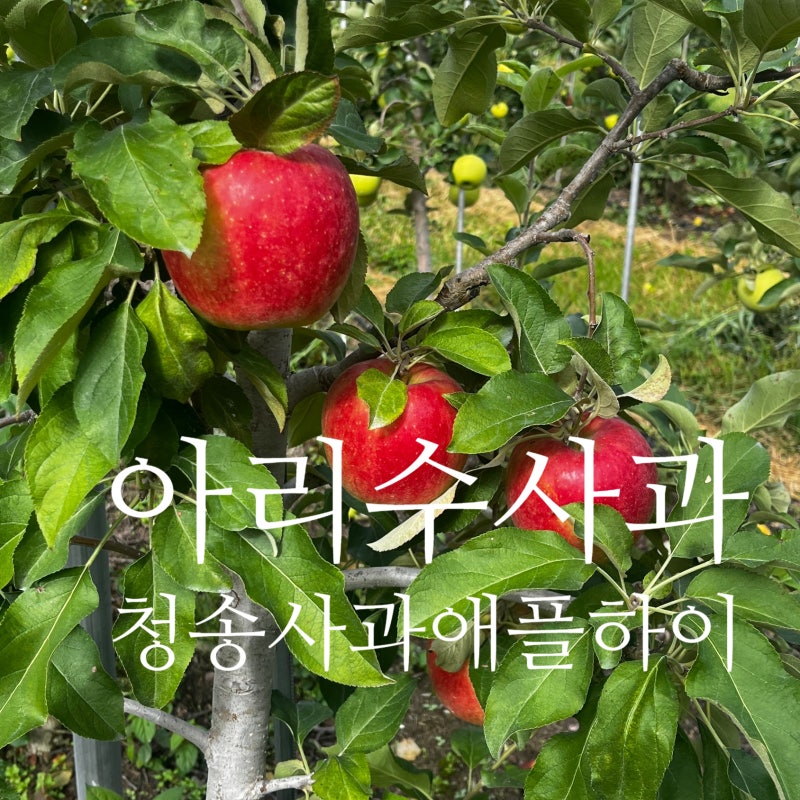 청송 아리수 사과 특징 맛 수확시기 가격