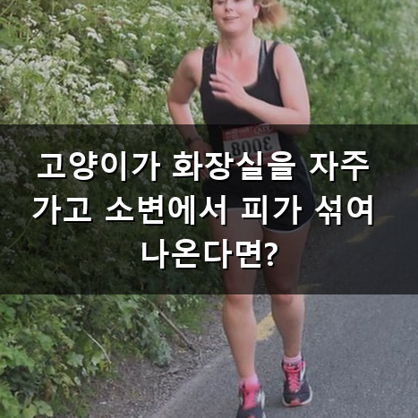고양이 방광염 치료 왜 자주 재발할까? 원인과 대처법