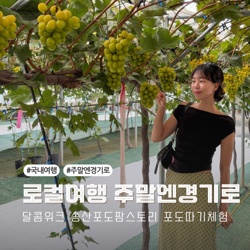 국내 로컬여행 주말엔경기로 달콤위크 송산포도팜스토리 포도따기체험