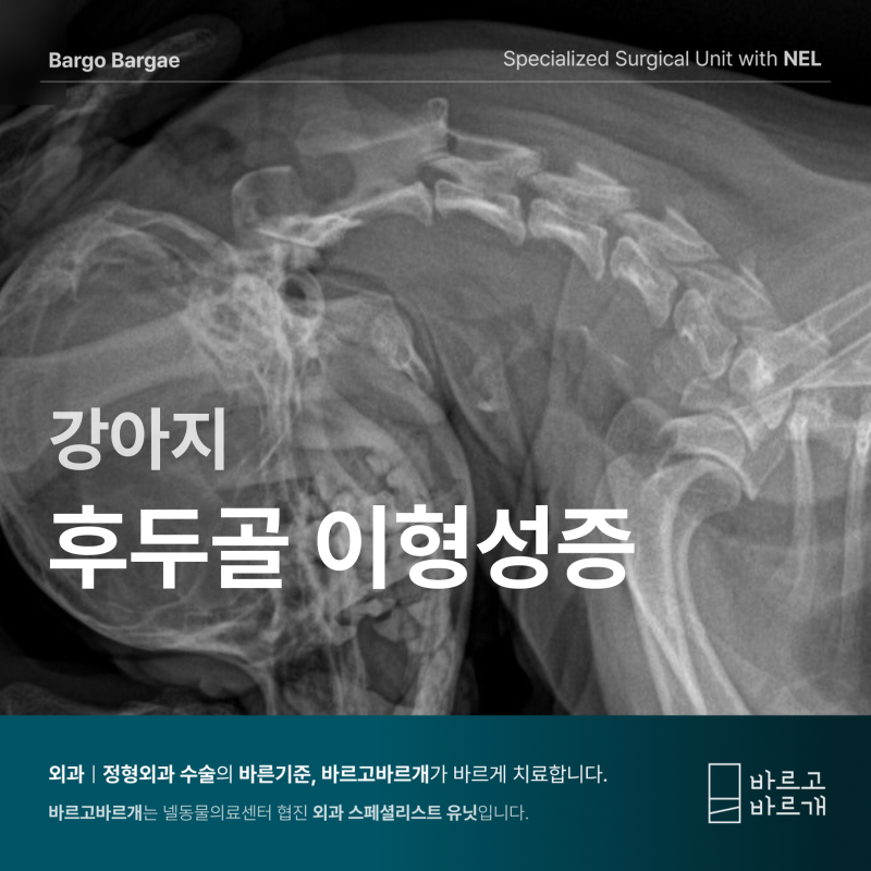 강아지 후두골 이형성증 진단과 관리, 목 통증이 반복된다면