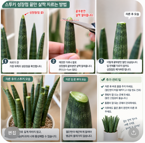 스투키 키우기 & 성장점 자르기