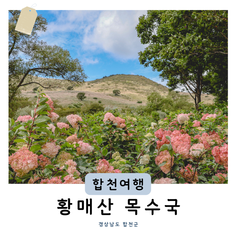 경남 9월 가볼만한곳 황매산 목수국 개화시기 실시간 개화상태 산책코스
